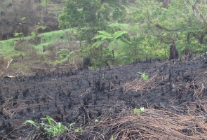 Nature Conservation project in Fiji bears results